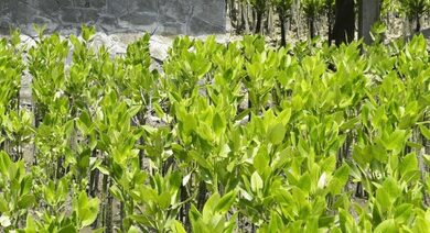 Survey of mangrove forests along state coastline underway: Maha Forest Minister