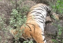 Karnataka tiger deaths: DCF, 2 officers suspended, probe panel to submit report by July 10