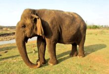 Tearful farewell to centenarian ‘Vatsala’ at Panna Tiger Reserve
