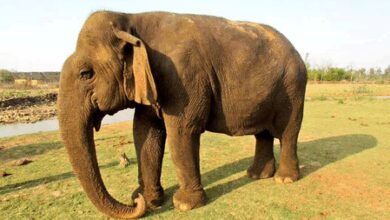 Tearful farewell to centenarian ‘Vatsala’ at Panna Tiger Reserve