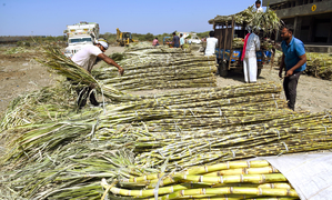 Revenues of sugar mills in India to rise 8 pc in FY26