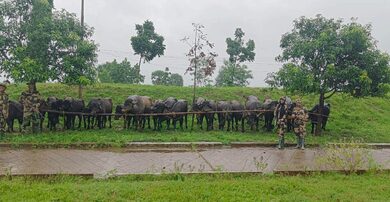 BSF chases away 7 Bangladeshi infiltrators along Indo-Bangla border; rescues cattle