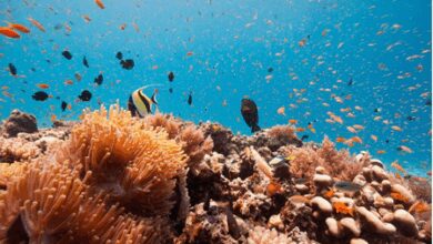 Tanzania beefs up efforts to safeguard biodiversity, strengthen blue economy