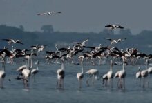 New eco-tourism bird-watching site coming up in TN’s Pulicat