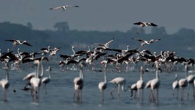 New eco-tourism bird-watching site coming up in TN’s Pulicat