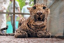 TN launches wildlife awareness drive in schools after leopard kills child in Valparai