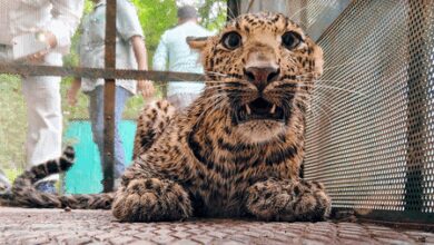 TN launches wildlife awareness drive in schools after leopard kills child in Valparai