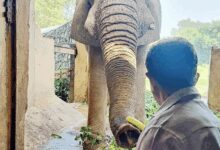 Probe ordered into death of Delhi zoo’s African elephant