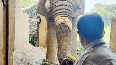 Probe ordered into death of Delhi zoo’s African elephant