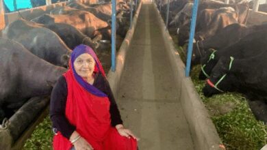 Gujarat’s Maniben sells milk worth Rs 1.94 crore in 2024-25, targets Rs 3 crore sales this year