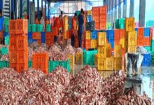 Women form nearly half of India’s small scale fisheries workforce: Study