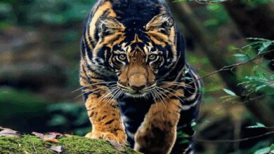 Boost for Odisha Tourism as Similipal’s black tigers get global spotlight