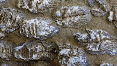 Australian study unlocks secrets of ancient life through fossil faeces
