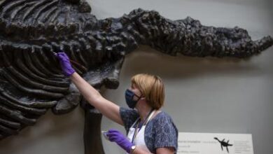 Study unlocks secrets of ancient life through fossil feces