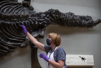Study unlocks secrets of ancient life through fossil feces Study unlocks secrets of ancient life through fossil feces