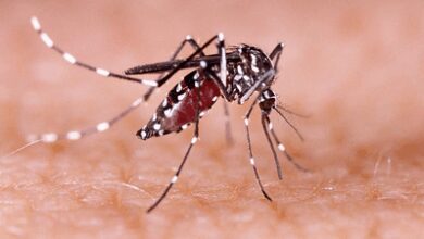 Bangladesh records 1,147 new dengue cases in 24 hours