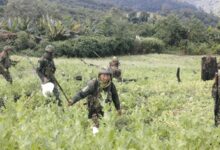 675 acres of poppy cultivation destroyed in Manipur; over 700 more acres detected