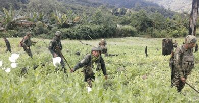 675 acres of poppy cultivation destroyed in Manipur; over 700 more acres detected