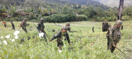 675 acres of poppy cultivation destroyed in Manipur; over 700 more acres detected