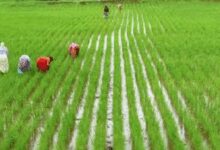TN steps up paddy procurement amid rain challenges