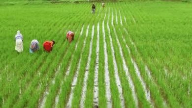 TN steps up paddy procurement amid rain challenges