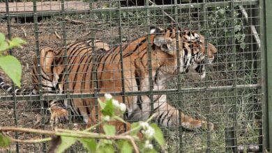 Tiger that killed 13 cows in TN’s Gudalur trapped after three month search