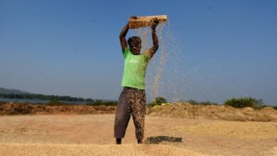 India to see record kharif output growth, foodgrain production to cross 173 million tonnes