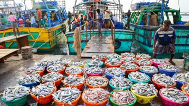 India’s fish production has surged by 38 per cent under PMMSY: Minister