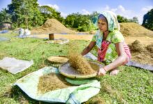 Gujarat govt to procure tur at MSP of Rs 8,000 per quintal; registration opens till Dec 22