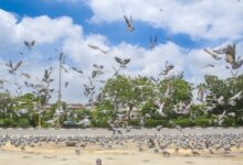 Delhi’s air quality improves after rainfall, AQI in ‘satisfactory’ category