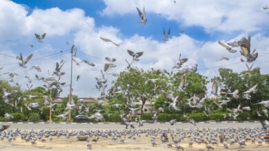 Delhi’s air quality improves after rainfall, AQI in ‘satisfactory’ category