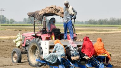 Labour force participation stable in 2025, unemployment among urban female declines: Govt