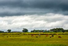 Met Office predicts rain across West Bengal till Monday