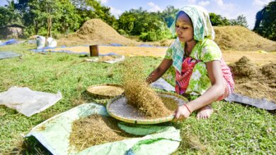 India’s basmati rice exports likely to remain steady despite Middle East conflict