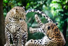 Man-animal conflict: Leopards to be reclassified to Schedule 2 species in Maha