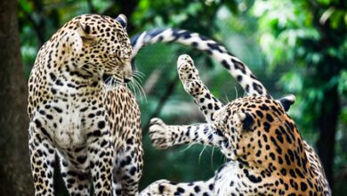 Man-animal conflict: Leopards to be reclassified to Schedule 2 species in Maha