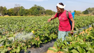 India has adequate fertiliser stocks ahead of Kharif 2026 despite global disruptions: Sources