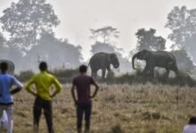 One killed as wild elephants raid Nawada in search of food