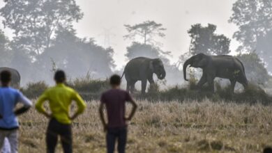 One killed as wild elephants raid Nawada in search of food