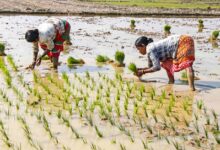 Total sown area in ongoing summer season crosses 36.2 lakh hectares: Govt