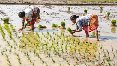 India achieves unprecedented foodgrain production, registers bumper exports