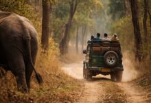 Safari operations, wildlife conflict debated in Karnataka Assembly