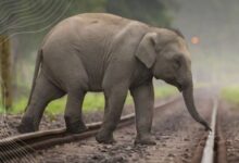 110 wildlife mortality railway stretches getting structures for safe passage: Ministry