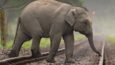 110 wildlife mortality railway stretches getting structures for safe passage: Ministry