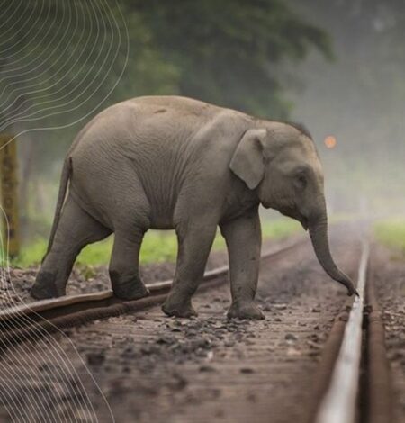 110 wildlife mortality railway stretches getting structures for safe passage: Ministry