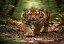 41 tiger deaths in Maharashtra in 2025: Minister