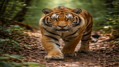 41 tiger deaths in Maharashtra in 2025: Minister