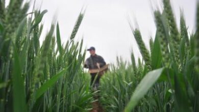 US-Venezuela move may ease fertilizer costs