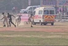 Stray bull sparks security scare at helipad during Nitish Kumar’s Begusarai visit