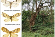 Environment Minister Bhupender Yadav hails discovery of 2 new moth species